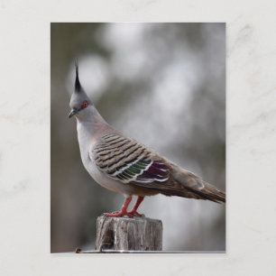 KORTE PIGEON IN PLATTELANDSQUEENSLAND AUSTRALIË BRIEFKAART