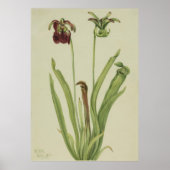 Korte Pitcherplant (Sarracenia rubra) Poster (Voorkant)