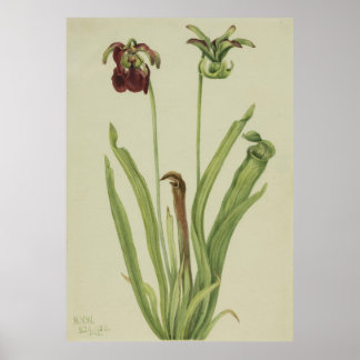 Korte Pitcherplant (Sarracenia rubra) Poster