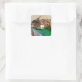 Korte Stapel de Cat Stickers (Tas)