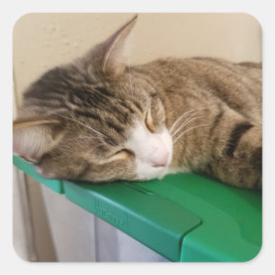 Korte Stapel de Cat Stickers