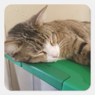 Korte Stapel de Cat Stickers