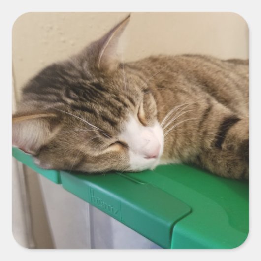 Korte Stapel de Cat Stickers (Voorkant)