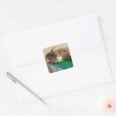Korte Stapel de Cat Stickers (Envelop)