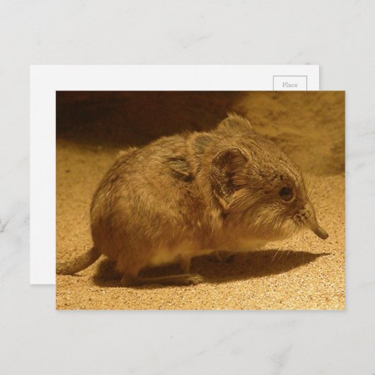 Korte zandkorst met lange neus op zand briefkaart (Voorkant / Achterkant)