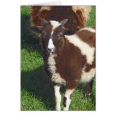 Korte zomer (Voorkant)