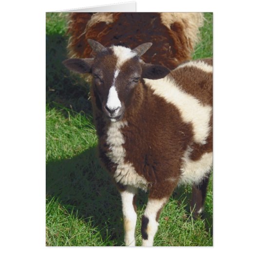 Korte zomer (Voorkant)