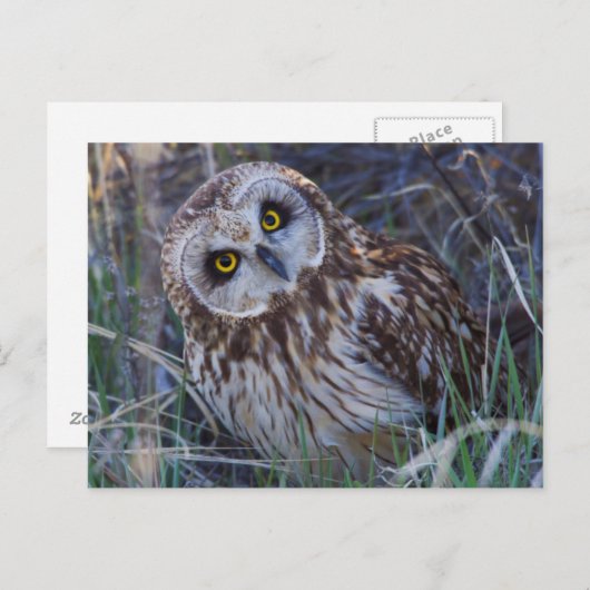 Korteitoropoda Briefkaart (Voorkant / Achterkant)