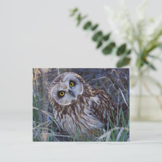 Korteitoropoda Briefkaart (Staand voorkant)