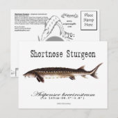 Kortere neus Sturgeon-White-Briefkaart Briefkaart (Voorkant / Achterkant)