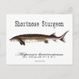Kortere neus Sturgeon-White-Briefkaart Briefkaart
