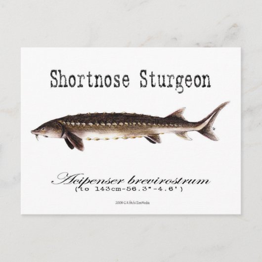 Kortere neus Sturgeon-White-Briefkaart Briefkaart (Voorkant)