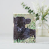 Kortgeboren zwarte schotkaap briefkaart (Staand voorkant)