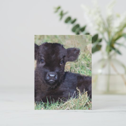 Kortgeboren zwarte schotkaap briefkaart (Staand voorkant)