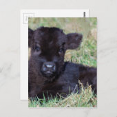 Kortgeboren zwarte schotkaap briefkaart (Voorkant / Achterkant)