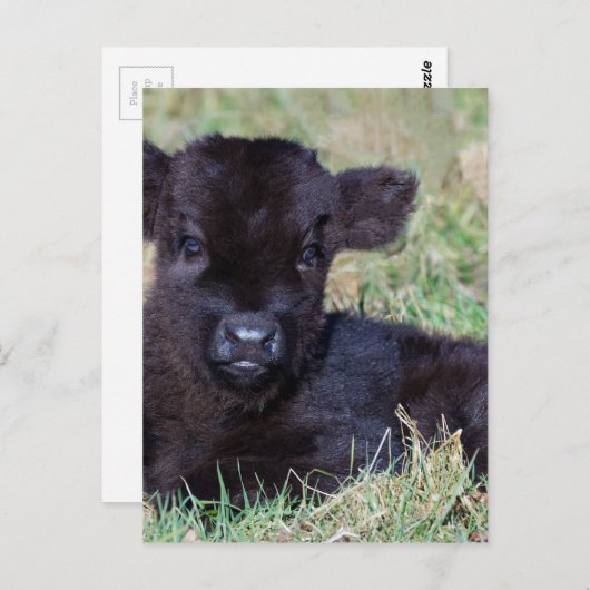 Kortgeboren zwarte schotkaap briefkaart (Voorkant / Achterkant)