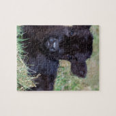 Kortgeboren zwarte schotkaap legpuzzel (Horizontaal)