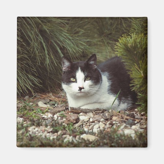 Korthaar Cat - Magneet (Voorkant)