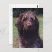 Korthals Griffon Sarah portret Briefkaart (Voorkant / Achterkant)