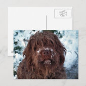 Korthals Griffon - Snowy Sarah Briefkaart (Voorkant / Achterkant)