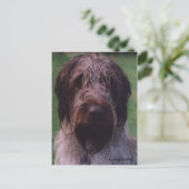 Korthals Griffon - Tsjip-portret Briefkaart (Staand voorkant)