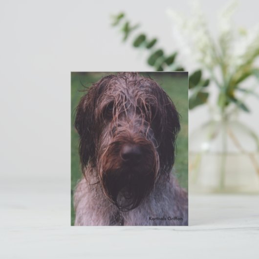 Korthals Griffon - Tsjip-portret Briefkaart (Staand voorkant)