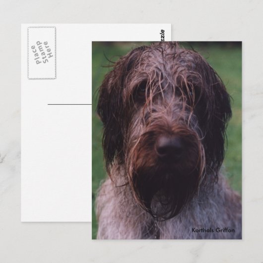 Korthals Griffon - Tsjip-portret Briefkaart (Voorkant / Achterkant)