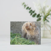 Korthals Griffon - Tsjip - prachtig portret Briefkaart (Staand voorkant)