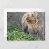 Korthals Griffon - Tsjip - prachtig portret Briefkaart (Voorkant / Achterkant)