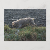 Korthals Griffon - Tsjip roamt land Briefkaart (Voorkant)