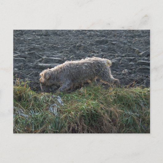 Korthals Griffon - Tsjip roamt land Briefkaart (Voorkant)