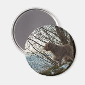 Korthals Griffon - Tsjip wijst Magneet (Voorkant / Achterkant)