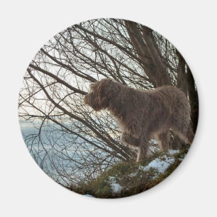 Korthals Griffon - Tsjip wijst Magneet