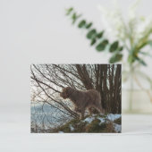 - Korthals Griffon - Tsjip wijst op Briefkaart (Staand voorkant)