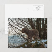 - Korthals Griffon - Tsjip wijst op Briefkaart (Voorkant / Achterkant)