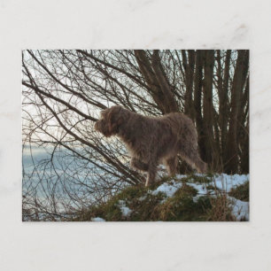 - Korthals Griffon - Tsjip wijst op Briefkaart