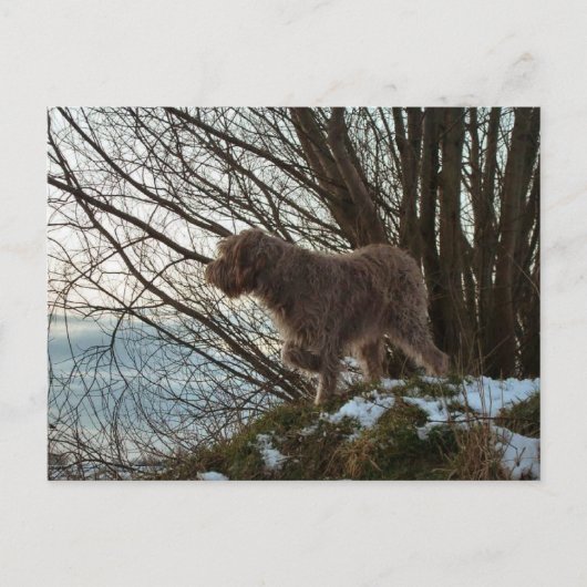 - Korthals Griffon - Tsjip wijst op Briefkaart (Voorkant)