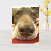 kortharige duitse punterneus kaart (Gele Bloem)