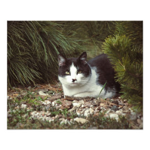 Kortharige kat - Foto Afdruk