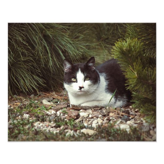 Kortharige kat - Foto Foto Afdruk (Voorkant)