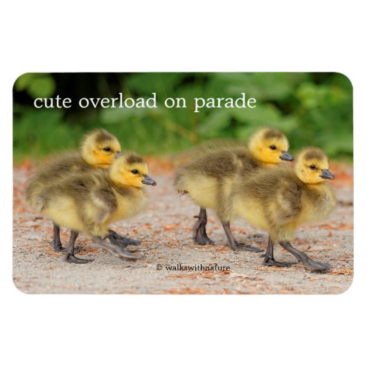 Korting op de parade: Canada Goose Goslings Magneet (Horizontaal)