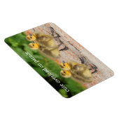 Korting op de parade: Canada Goose Goslings Magneet (Rechterzijde)