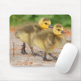 Korting op de parade: Canada Goose Goslings Muismat