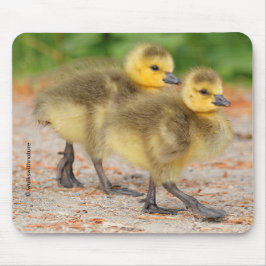 Korting op de parade: Canada Goose Goslings Muismat