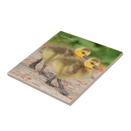 Korting op de parade: Canada Goose Goslings Tegeltje