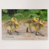 Korting op parade: Canada Goose Goslings Legpuzzel (Horizontaal)