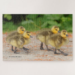 Korting op parade: Canada Goose Goslings Legpuzzel