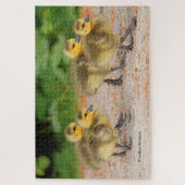 Korting op parade: Canada Goose Goslings Legpuzzel (Verticaal)