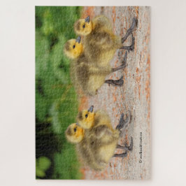 Korting op parade: Canada Goose Goslings Legpuzzel