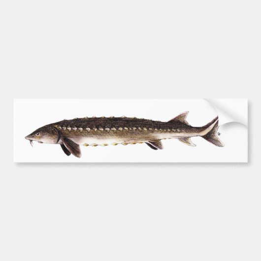 Kortnose Sturgeon - Acipenser brevirostrum Bumpersticker (Voorkant)